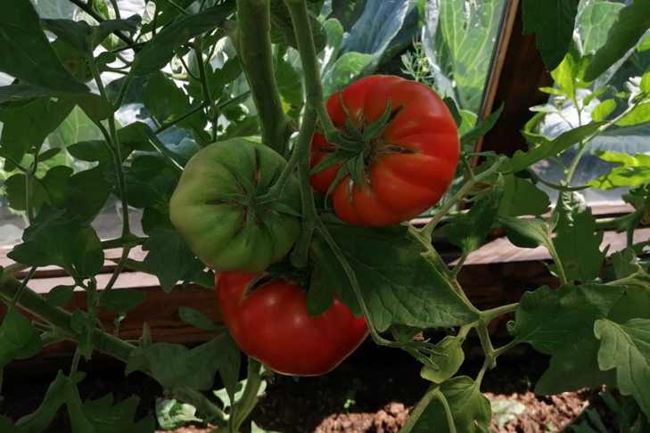 Дозревание помидоров: ученые раскрыли самый простой и неожиданный секрет