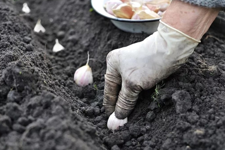 Фото с сайта gardenacademy.ru