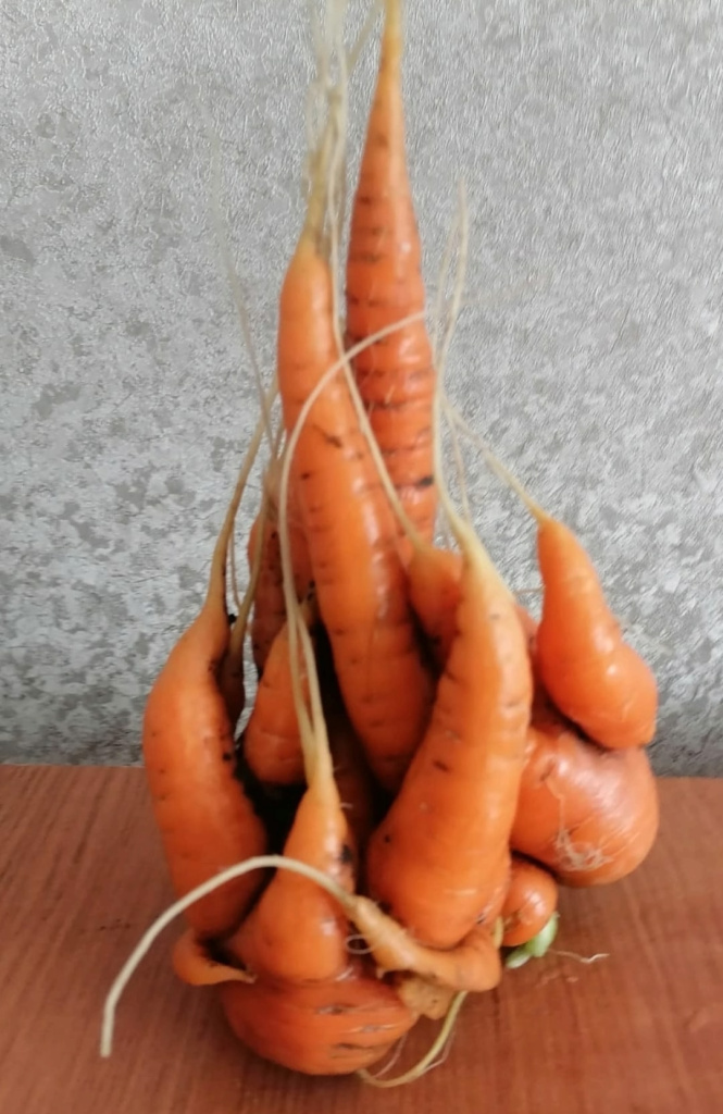 фото Краснозерская новь