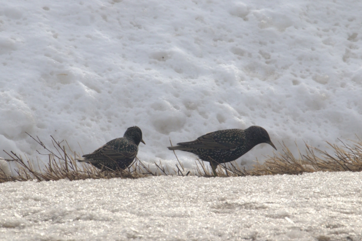 Фото Алексея Маслова