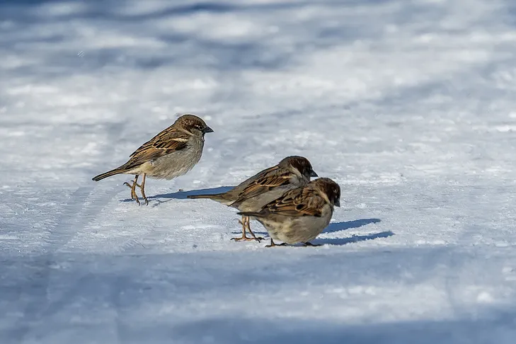 Фото VN.ru 2026-02-19_ЗаржецкийА_0374.webp