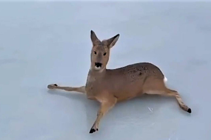 фото минприроды нсо