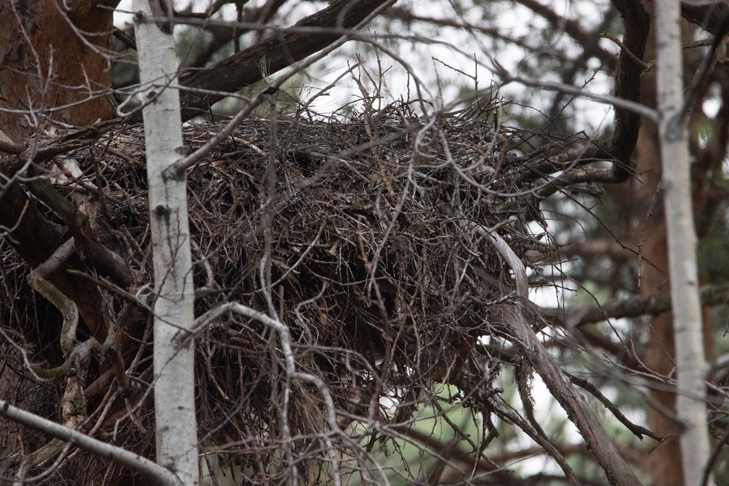 Гнездо черного аиста.jpg