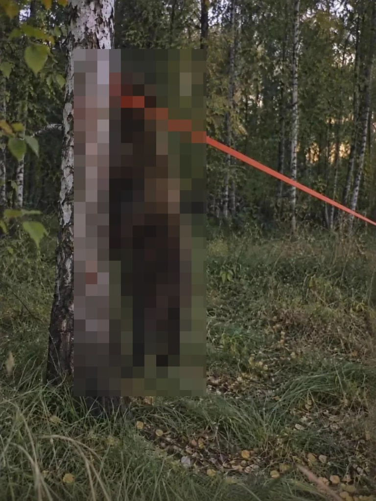 Фото VN.ru медведь венгерово.jpg