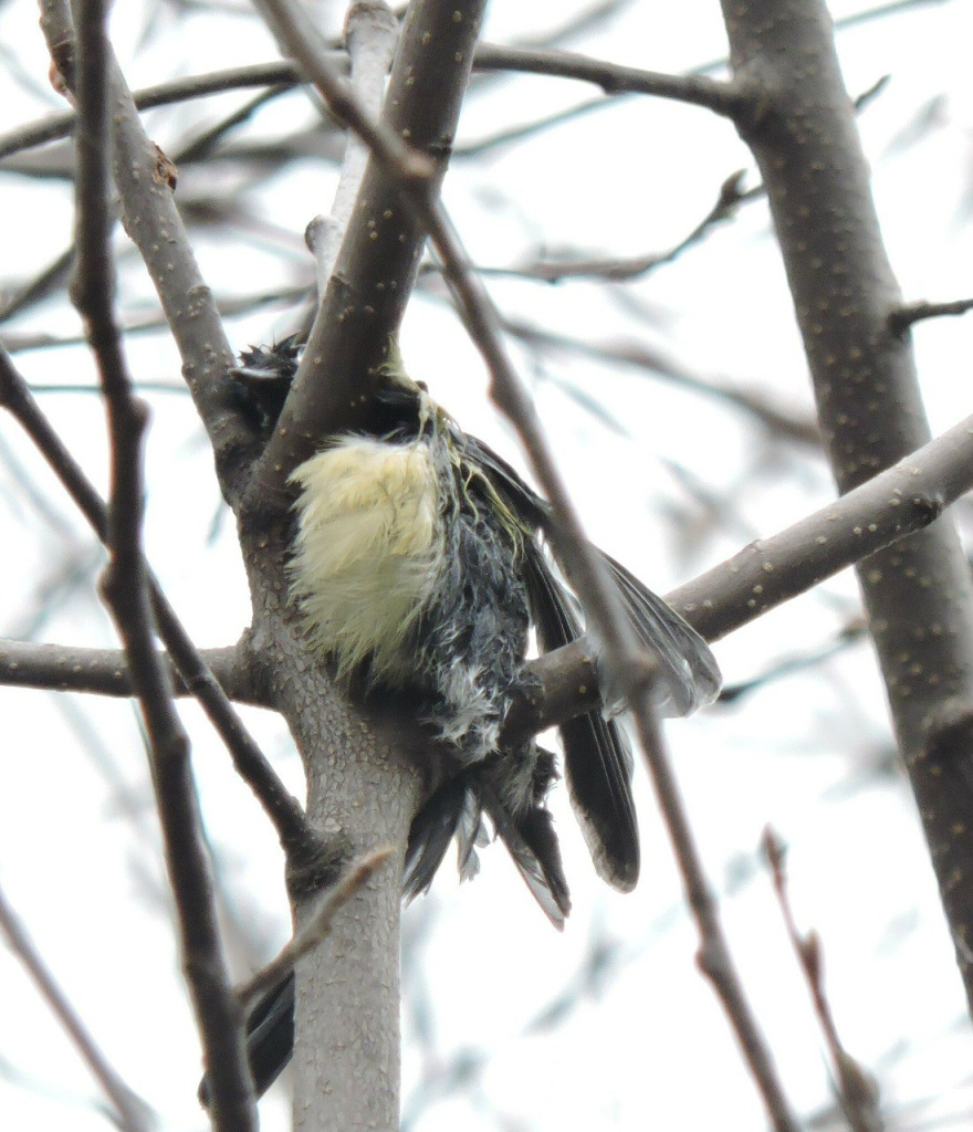 Фото из ТГ-канала «Птичка на проводе». Фото из ТГ-канала «Птичка на проводе».