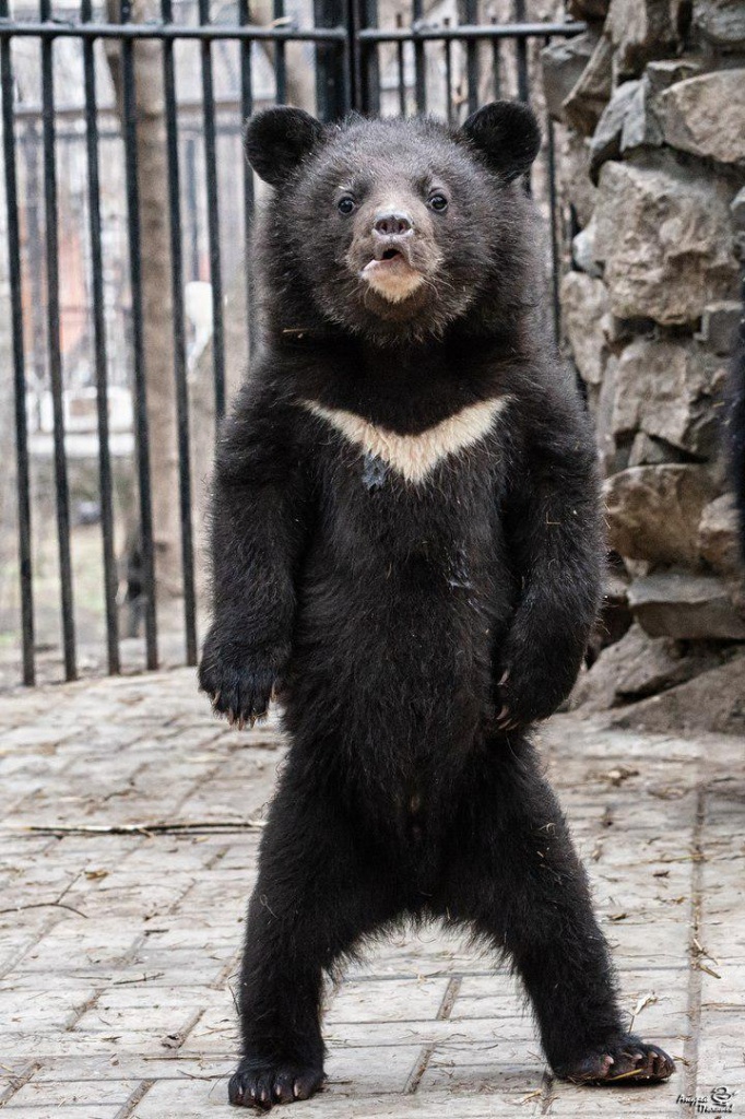 медведь гималайский фото Андрея Полякова.jpg