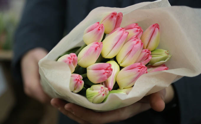 розовые тюльпаны фото Алексея Цилера