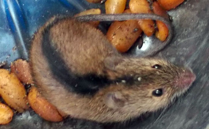 Дачи новосибирцев атаковали полосатые мыши | VN.RU