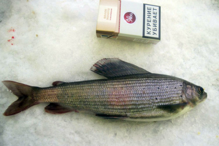 Новосибирец случайно поймал в Ине редкую краснокнижную рыбу
