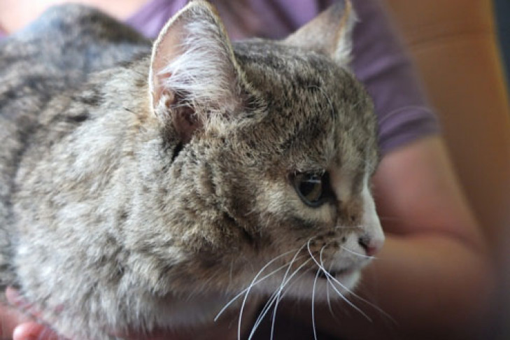 Новосибирцы выстроились в очередь за котом с необычной головой