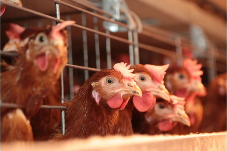 Водитель птицефабрики украл куриц на 1,5 миллиона рублей