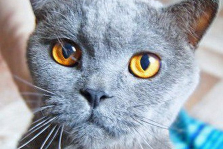 В Новосибирске умер кот Сэм, украденный из ветклиники