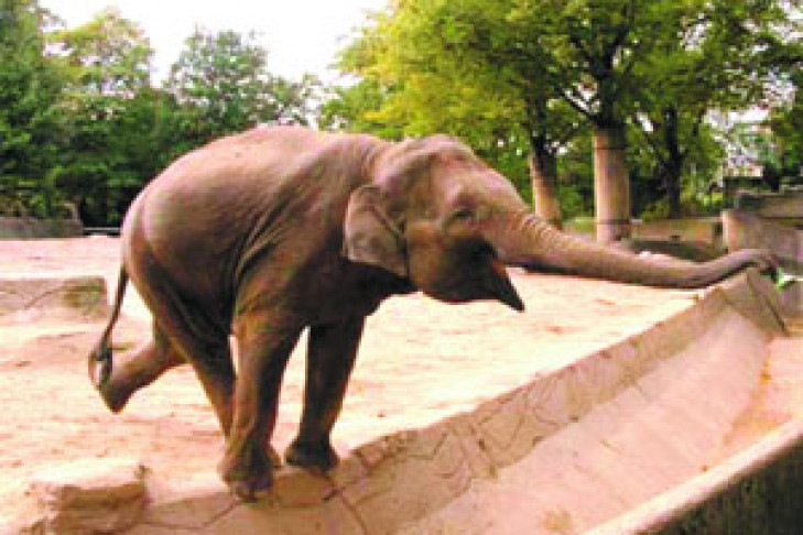 Говорят что, новосибирский зоопарк собирается завести слонов