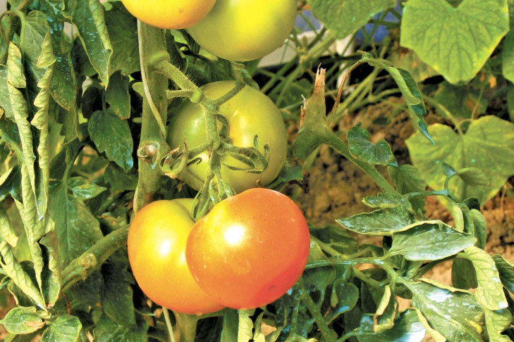 Почему помидоры краснеют