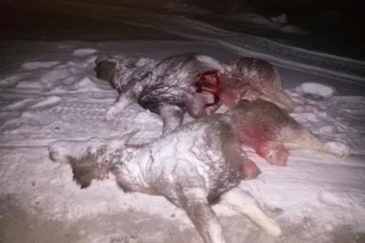 В Новосибирской области браконьеры расстреляли семью лосей