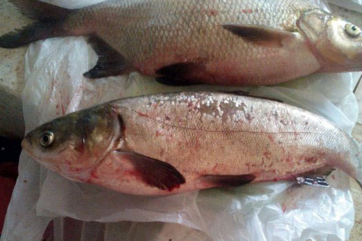 Новосибирец под Бугринским мостом поймал уникальную рыбу