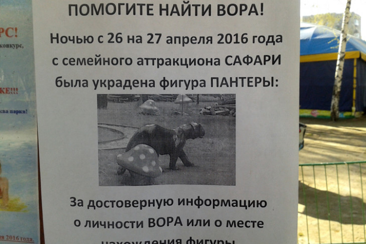 Объявлена награда за информацию о пропавшей пантере в Новосибирске