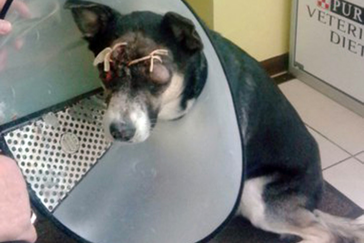 Новосибирцы спасают пса, попавшего под нож садиста