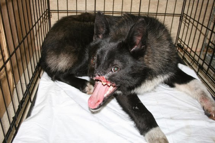 Новосибирцы спасли жизнь псу без носа и челюсти по кличке Гуинплен
