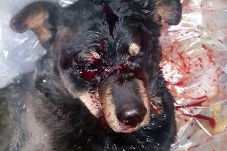 Резонанс: избитый в Новосибирске пёс пошел на поправку