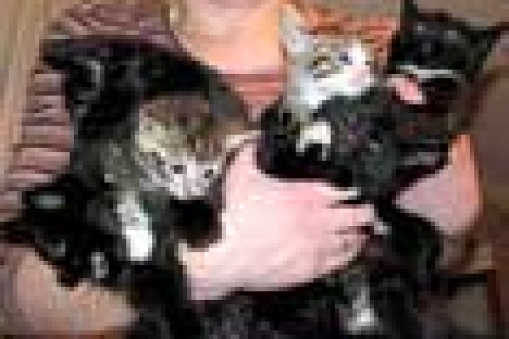 В США задержана женщина, державшая в доме 117 кошек