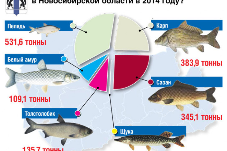 Какой рыбы выловили больше всего в Новосибирской области
