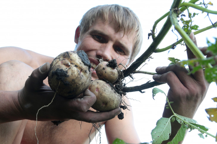 Новосибирцы собрали рекордный урожай картофеля