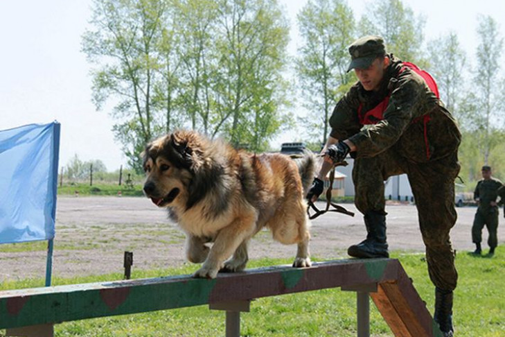 Сотни бесстрашных псов собрались под Новосибирском