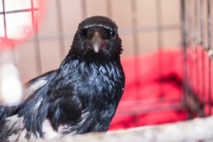 В Новосибирске лучшие медики спасли уличную ворону, ампутировав крыло