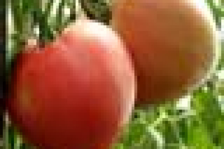 Земля, защита и забота, или Мой метод выращивания томатов