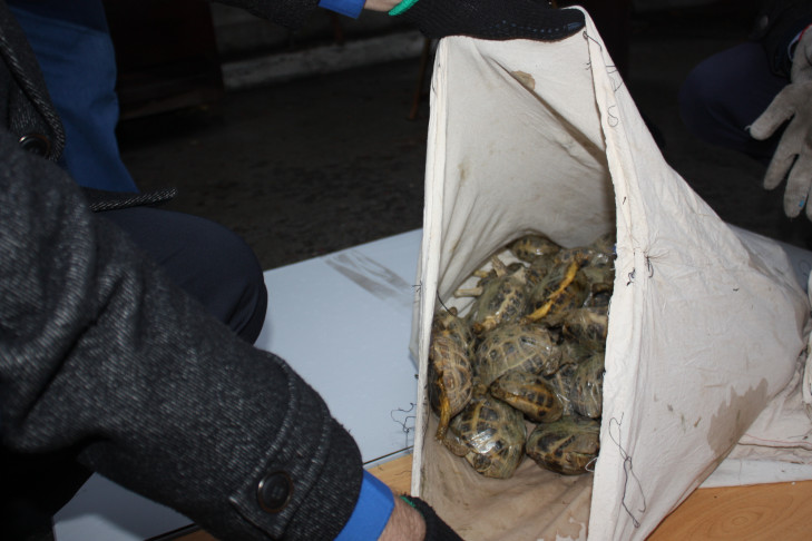В зоопарк Новосибирска передали полтонны контрабандных черепах (видео)