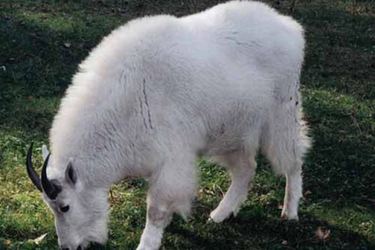 К новосибирскому козлу приехала снежная коза-москвичка