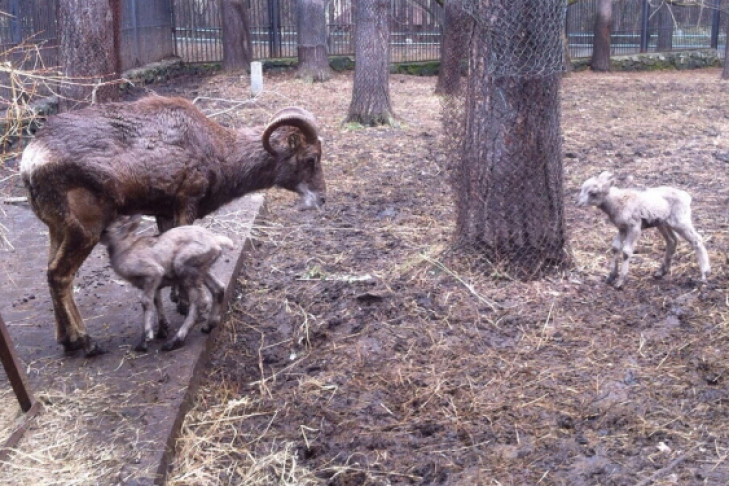 В Новосибирске окотилась очень редкая овца [ФОТО]