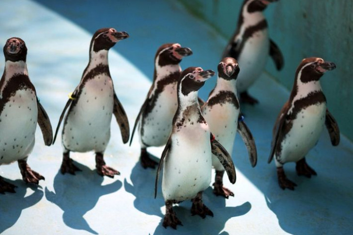 Капризные пингвины-москвичи впервые появились в Новосибирске