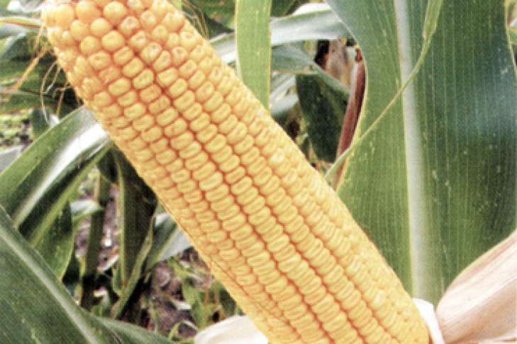 Урожай кукурузы — от продкорпорации
