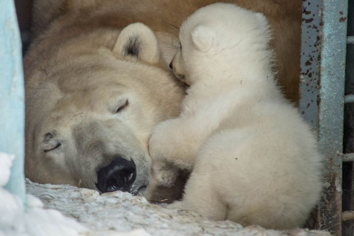 Появилось видео рождения белого медвежонка в Новосибирске