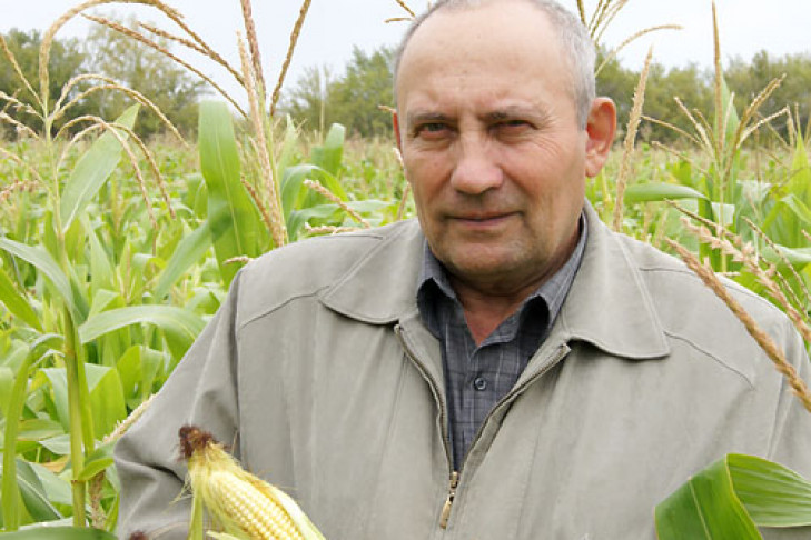 Кукуруза — страховая культура