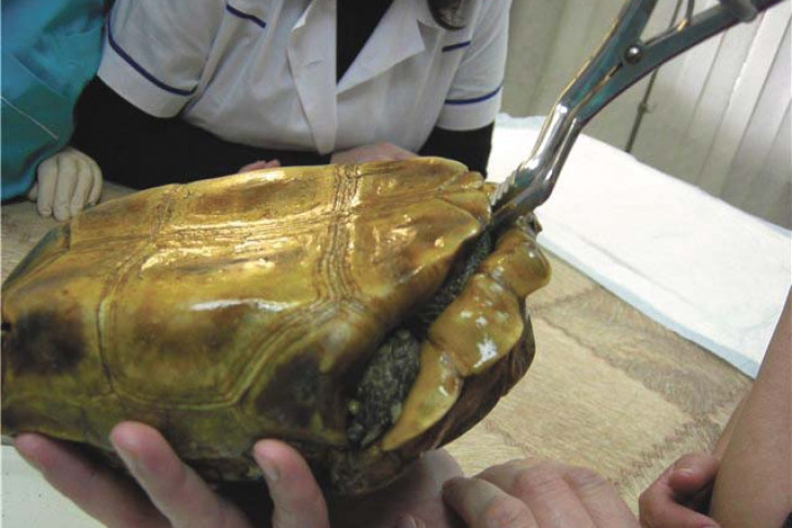 Черепаха едва не откусила палец хирургу