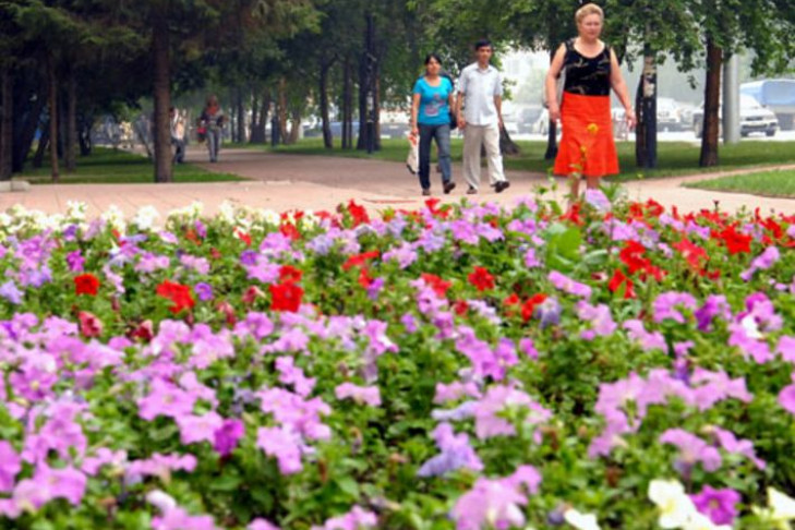В пять раз меньше цветов высадят в Новосибирске из-за кризиса
