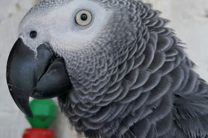 В Новосибирске говорящий попугай стал вожаком в стае ворон
