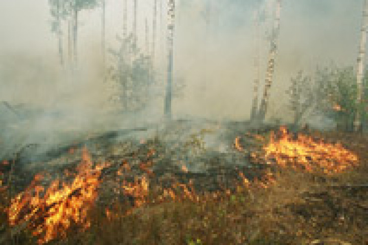 Кто сжигал леса Новосибирска? Пока это неизвестно…