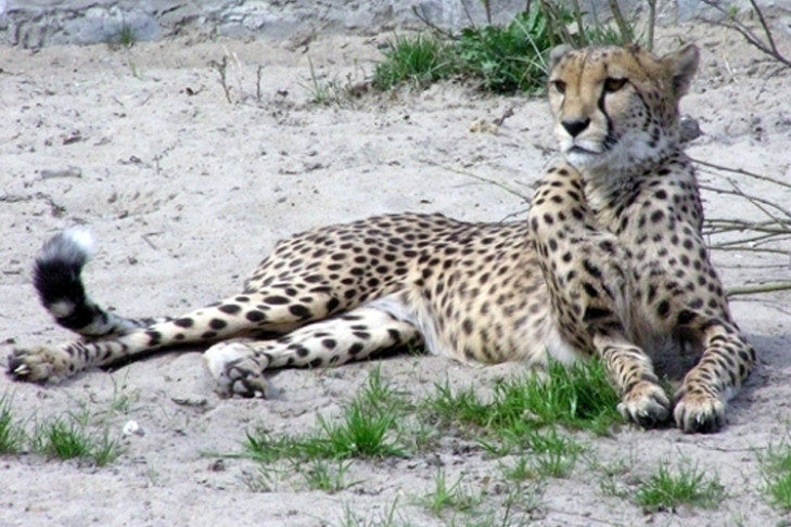 Ученые из Новосибирска первыми расшифровали геном африканского гепарда