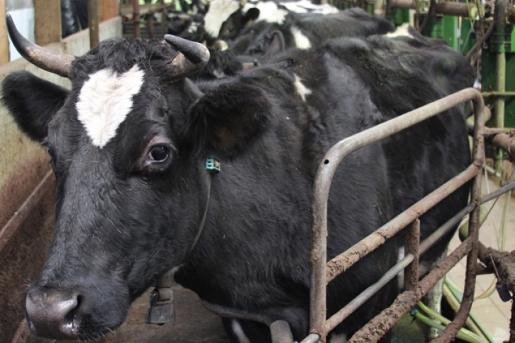 В Новосибирской области женщина обворовала корову