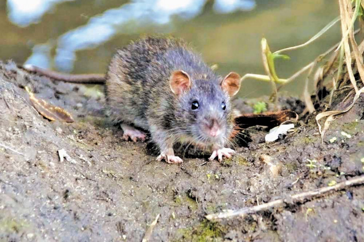 Крысы угрожают туляремией