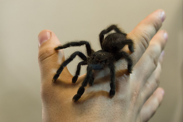 Ужасные и мерзкие: 40 пауков в центре Новосибирска