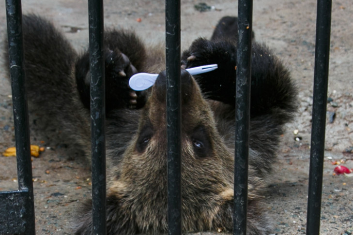 Медведи отказываются засыпать в Новосибирске