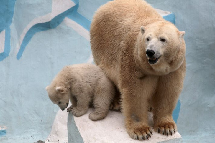 Новосибирский зоопарк признал ошибку: белый медвежонок — мальчик
