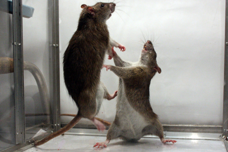 Ученые в Новосибирске в результате опытов вывели крыс-алкоголиков