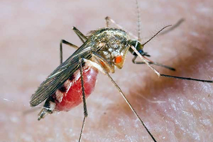 Ученые: сибирские комары не переносят вирус Зика